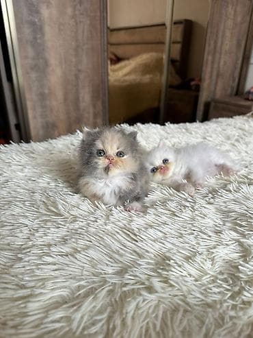 bala keçi: Fars, Erkək, Dişi, Yaxşı əllərə, Ünvandan götürmə, Pulsuz çatdırılma, Ödənişli çatdırılma — 6