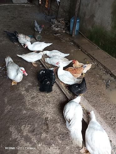 yaşılbaş ordək: 5Dişi 4erkəy Tam sağlam Ördəklərdi Hamsi bir yerdə 180manat — 9