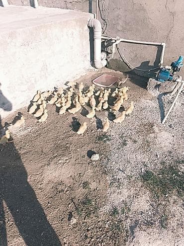 С/х животные и товары: Satılır: ördək balaları (küçə şəraitində saxlanılan iri balalı sürü) — 4
