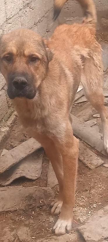 heyvanlar pişik: Dişi kanqal 18 ay — 2