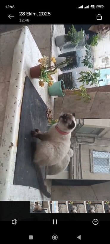 сиамская вислоухая кошка цена: Siam — 2