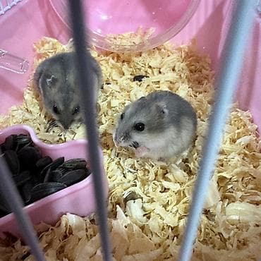 kirpi ne yeyir: Cırtdan hamsterlər – ev heyvanı Məhsul təsviri: - Kiçik ölçülü — 2