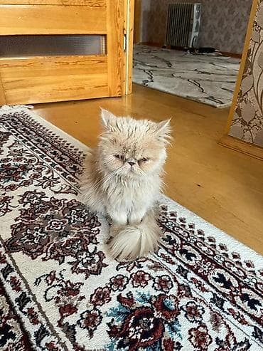 qara pişik adları: Fars — 2