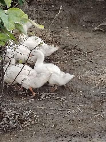 cins kecilər: Ağ ördəklər – kiçik sürü 3 Aylıq Damazlıq xayis edirem ciddi alıcılar — 3