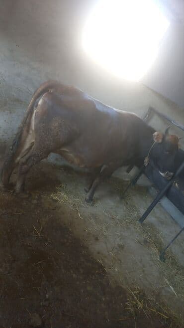 Inəklər, öküzlər: Salamlar iri buynuzlu mal aliram kimdə var xeber etsin boğaz qisir — 7