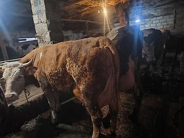 yumurta qoyan heyvanlar: Süd istiqamətli inək sürüsü - Şəkillərdə iri sağmal inəklər görünür; — 1