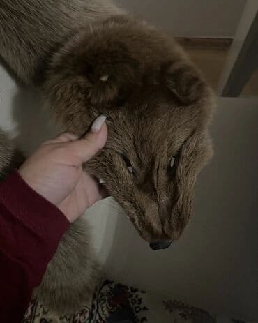 реставрация шуб в баку: Təmiz tülkü derisi
İkisi Birlikdə 300azn — 1