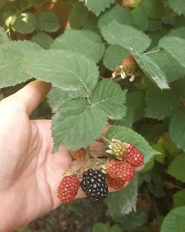 Ağaclar: Böyürtgən tinqləri satılır. Xarici sortdur iri böyürtgənləri olur — 2