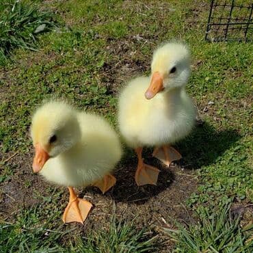 bala dana: Самка, Для разведения, Платная доставка — 2