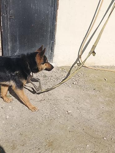 Digər heyvanlar: Alman çoban iti, 9 ay, Dişi, Ünvandan götürmə — 1