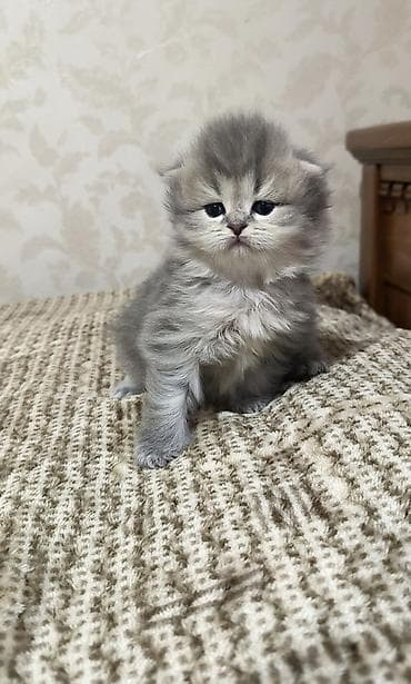 pişiy: Britan — 2