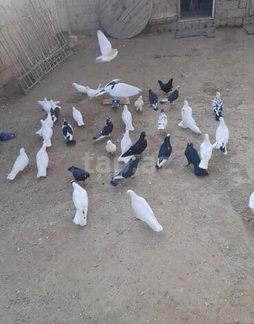 аквариум в баку: Salam göyərçin satılır biri 4 manat sağlam heyvanlardı içlərində — 3