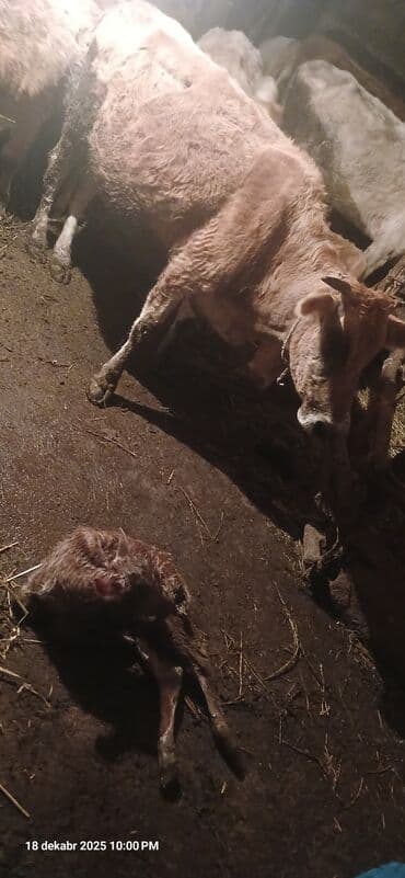 sudluk inək: Duye. 20 deqiqe olar dogdu 1950 manat isdiyen buyursun — 3