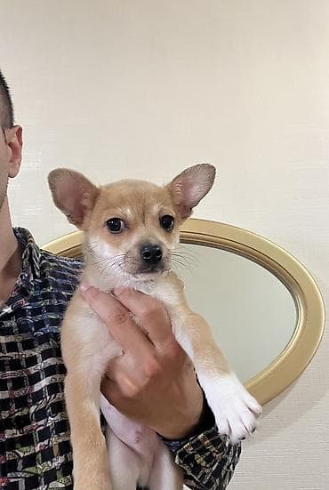 balaca tuklu it: Çixuahua, 3 ay, Erkek, Peyvəndli, Ödənişli çatdırılma — 4