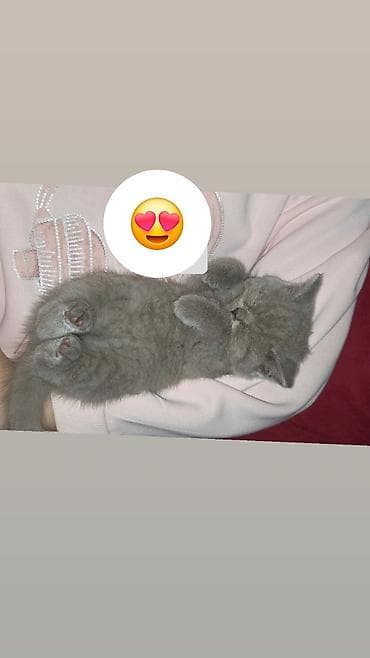 bala haski: Britan — 3