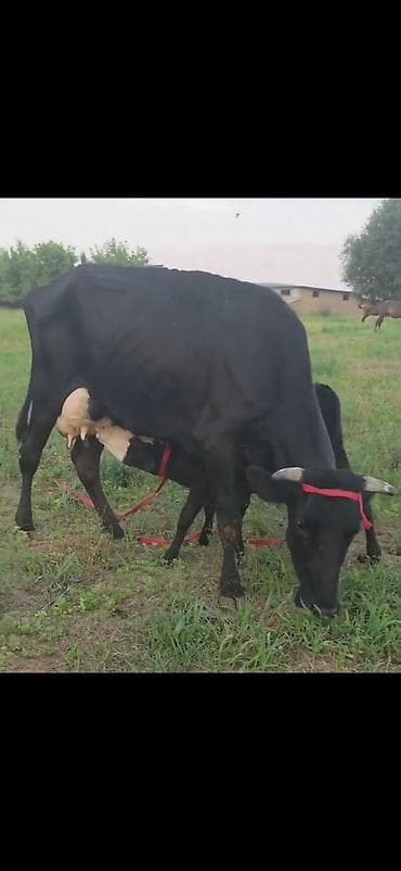 inəyin balası: Süd inəyi bala ilə birlikdə - Cins: qara rəngli süd tipli inək — 10