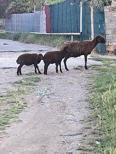 Qala qoyunu cavan heyvandi balalari erkey disidi