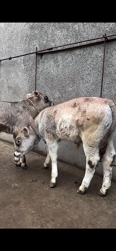 heyvan bazari inekler: Məhsul: Dana balaları (2 baş) Xüsusiyyətlər: - Cins tipi: yerli — 9