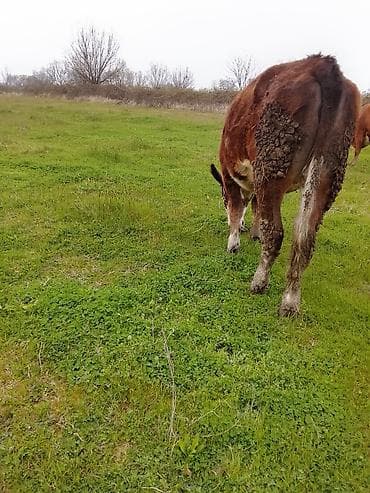bala itlerin satisi: Hereford tipli dana – otlaqda saxlanılır. - Rəng: tünd qəhvəyi bədən — 3