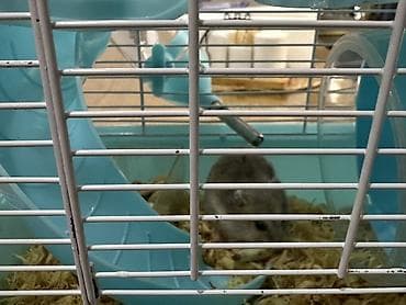 Heyvanlar üçün mallar: Hamster üçün iki mərtəbəli qəfəs – mavi/ağ Icinde bir eded hemster — 9