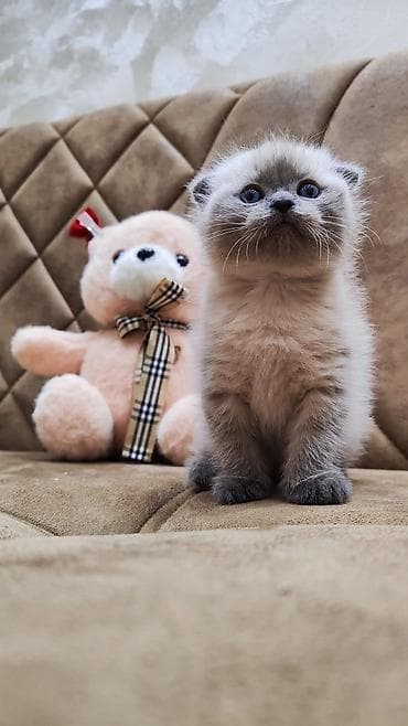 Şotland lalafo.az -da Şotland