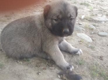 İtlər: Kanqal, 1 ay, Erkek — 2