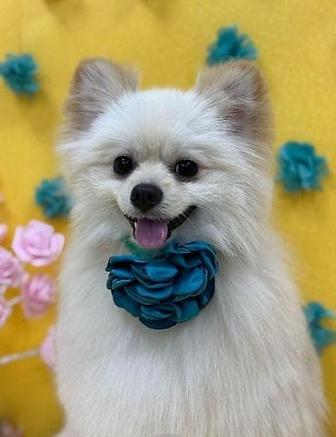 Adi tomi peyvendleri vurlub ve qablari geymleri var dil bilir