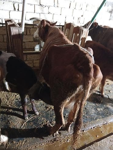 Süd istiqamətli inək və buzovlar - Şəkillərdə müxtəlif rəngli