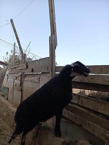 1 kq bugda qiymeti: Erkəkdi sağlamdı qurbanlığa yarayır qurbanlığ ucun alanlara kəsim — 5