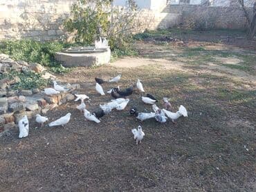 3D panellər: (qarışıq rəng və cinslər) Təsvir:kz guwlarmdir alvercindeyelm - — 1