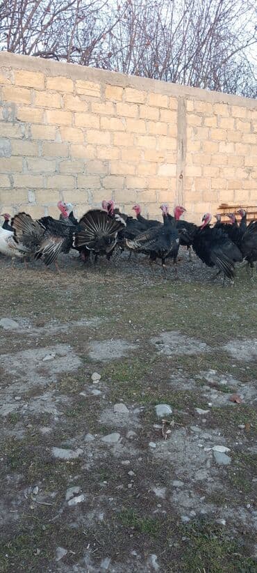 Gəmiricilər: Məhsul: Hinduşka sürüsü Təsvir: 8 ayliq tam sağlam kəsimə yararlı — 4