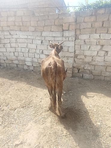simmental inək satılır: Dişi, il: 6, 320 kq, Damazlıq, Ətlik — 4