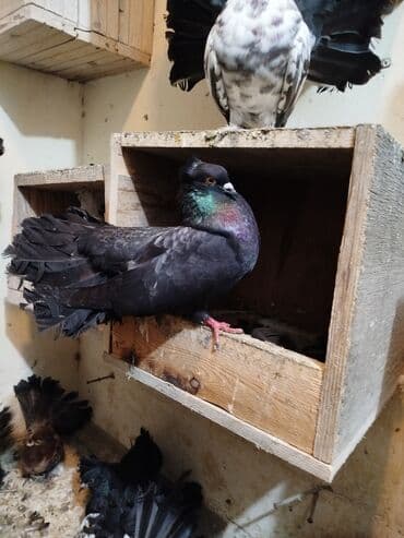 попугай жако купить в баку: Salam aleykum.Pavlin göyərçinləri satılır.Pavlinləri rayonlara — 6