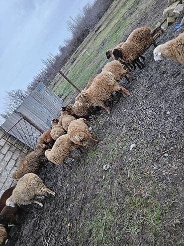 Heyvanlar təcili satılır qiyməti razılaşmağ olar başqa heyvanlarda var lalafo.az -da Heyvanlar təcili satılır qiyməti razılaşmağ olar başqa heyvanlarda var