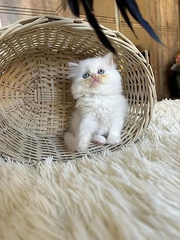 Gəmiricilər: Britan — 4