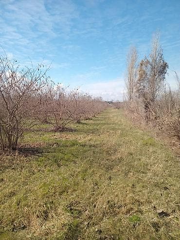 sumqayitda satiliq evler: 90 sot, Kənd təsərrüfatı, Mülkiyyətçi, Kupça (Çıxarış) — 3