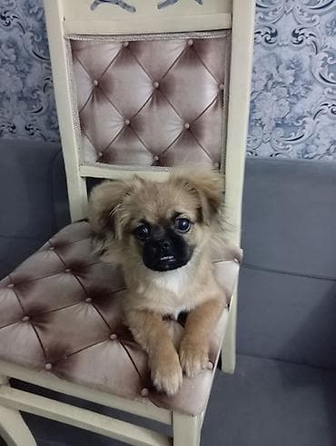 balaca cins itler: Pekines, 7 ay, Dişi, Ünvandan götürmə — 1