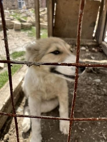 doberman itleri: 4 месяца, С прививками — 2