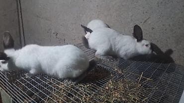 Gəmiricilər: Temiz kaliforniya dovsanlar satilir.qusardan getirmishem — 1