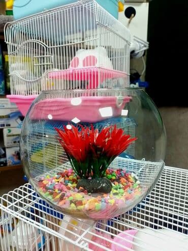 imişli cucə yemi: Yumru akvarium, Balıqlarla birlikdə, 1 l, Ünvandan götürmə, Ödənişli çatdırılma, Rayonlara çatdırılma — 4