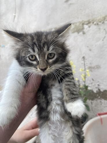 pişim: Yaxşı əllərə — 2