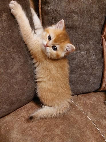 pişik 1 azn: Qızıl şinşilla — 4