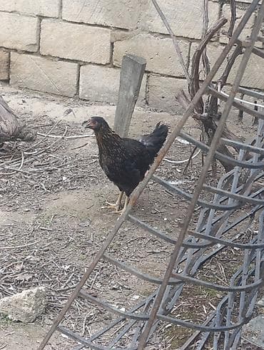 simental inekler satilir: Toyuq, Damazlıq — 2