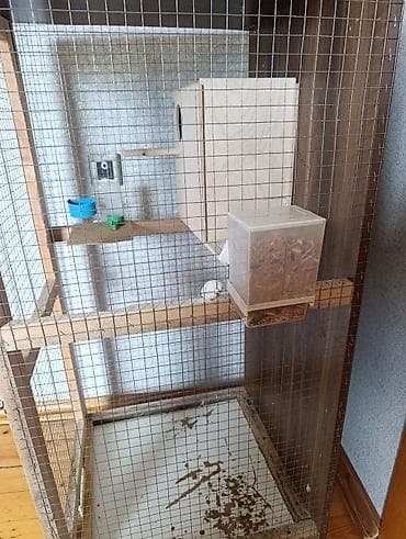 gene ucun derman: 1 çüt erkək və dişi korella 1 yaş quşlar satılır quşlar tam sağlamdır — 6