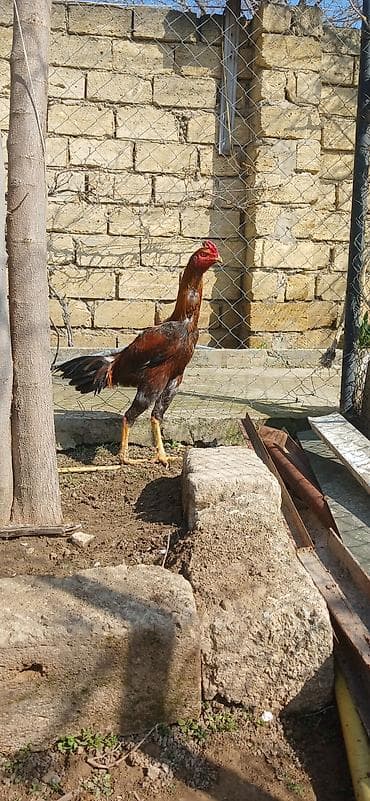 ingilis setteri it cinsi digər adı: Cins: Uzunboynuzlu, döyüş tipli toyuq (qırmızı-qara rəng çalarları) — 2