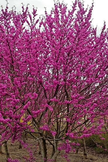 Cercis gülü sifariş üçün əlaqə saxlaya bilərsiniz vhatsap aktivdir
