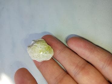 Bruccite mineralı limon sarısı Pakistandan — 6