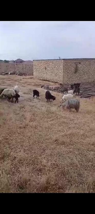bezekli qoyun sekilleri: 22 baş keçi satılır istəyən olsa ana balali 22 baş kom satılır hamısı — 2