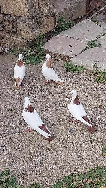 yem qabi: Ağ-qəhvəyi naxışlı ev göyərçinləri dəsti - Rəng: əsasən ağ, boyun və — 3