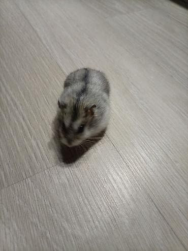 lal ördək satılır: Salam. hamster dişi və erkəy qəfəs ilə birlikdə satılır sağlamdılar — 5